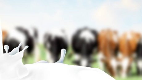 Calcium by Pass Fat Products Background