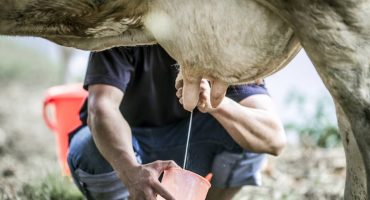 Factors Affecting Milk Yield in Cows Background