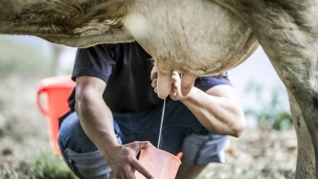 Factors Affecting Milk Yield in Cows Background