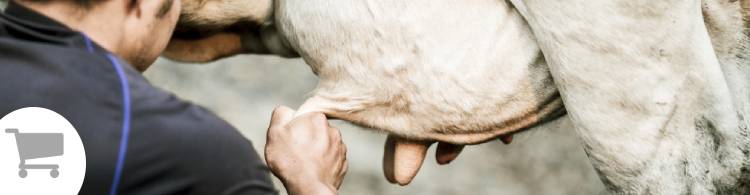 Factors Affecting Milk Yield in Cows Background Purchases